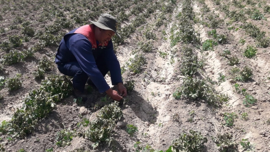 ALCALD&Iacute;A DE SACABA ENTREGAR&Aacute; SEMILLAS Y FERTILIZANTES A FAMILIAS AFECTADAS POR HELADAS EN LAS ZONAS ALTAS DE LOS DISTRITOS RURALES