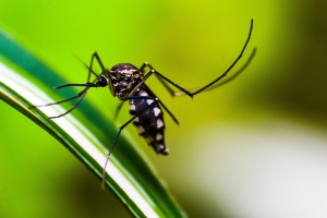 DENGUE EN SACABA: NO HAY CASOS AUT&Oacute;CTONOS, PIDEN ELIMINAR CRIADEROS DE MOSQUITOS COMO MEDIDA DE PREVENCI&Oacute;N