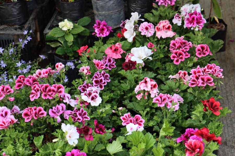 FESTIVAL DE LAS FLORES Y PLANTAS EN SACABA CONCLUY&Oacute; CON UNA GRAN OFERTA DESDE LOS BS 2