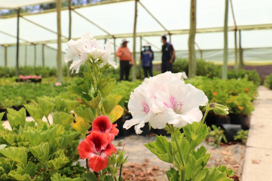 PREPARAN FERIA DE PLANTAS Y FLORES PARA REACTIVAR LA ECONOM&Iacute;A DE LOS  VIVERISTAS