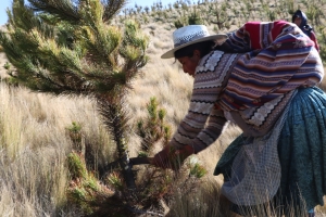 PLANIFICAN REGISTRO, PODA Y REFORESTACI&Oacute;N EN COMUNIDADES RURALES DE SACABA