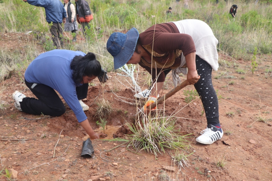 SACABA REVERDECE EL TUNARI CON LA FORESTACI&Oacute;N DE 12 MIL PLANTINES NATIVOS Y PREV&Eacute; ALCAZAR A 20 MIL PLANTINES EN UNA SEGUNDA ETAPA