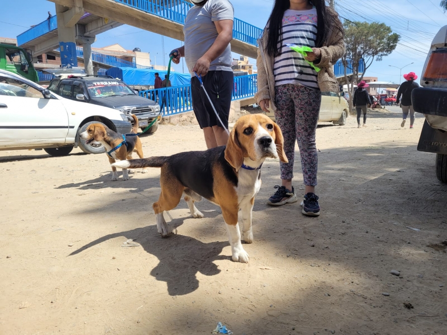 CONCLUYE SATISFACTORIAMENTE CAMPA&Ntilde;A DE VACUNACI&Oacute;N CANINA Y FELINA EN SACABA