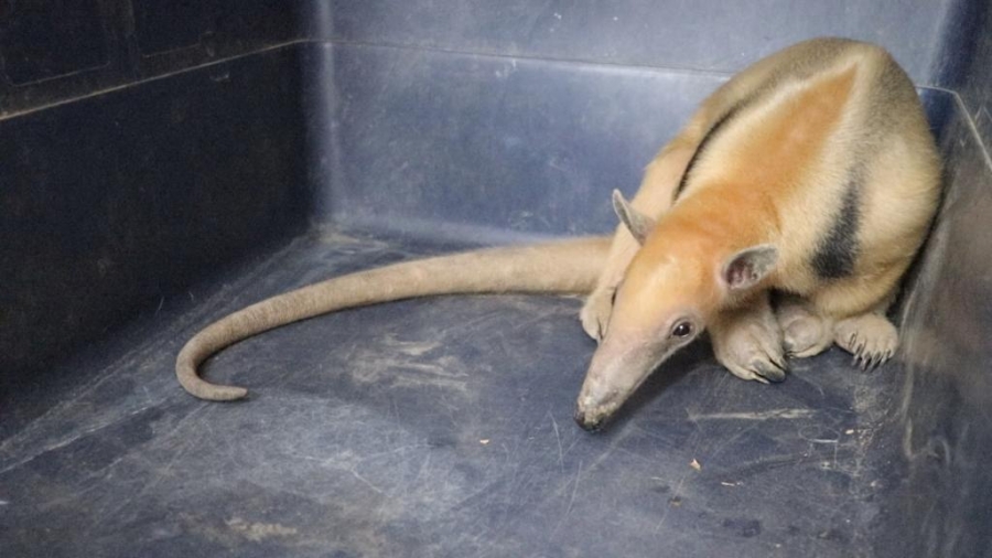 RESCATAN A UN OSO HORMIGUERO DE UN CURANDERO