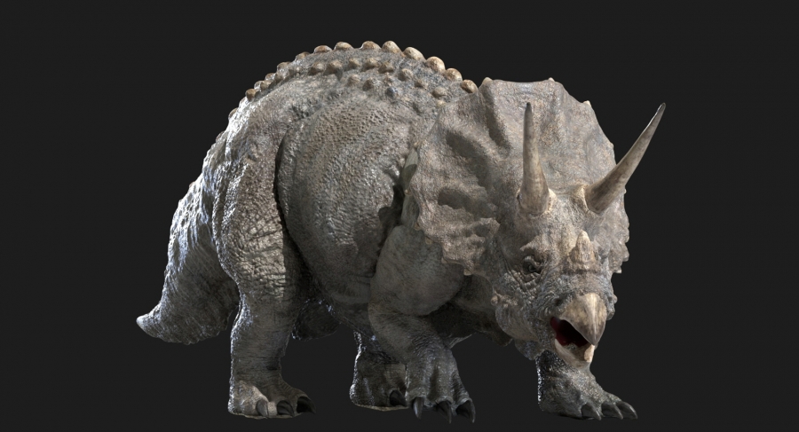 Triceratops
