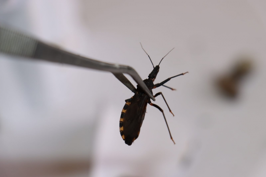D&Iacute;A MUNDIAL DE LA ENFERMEDAD DEL CHAGAS: SACABA TIENE UN BAJO &Iacute;NDICE DE PRESENCIA DE VINCHUCAS, SE TRABAJA EN PREVENCI&Oacute;N Y ATENCI&Oacute;N