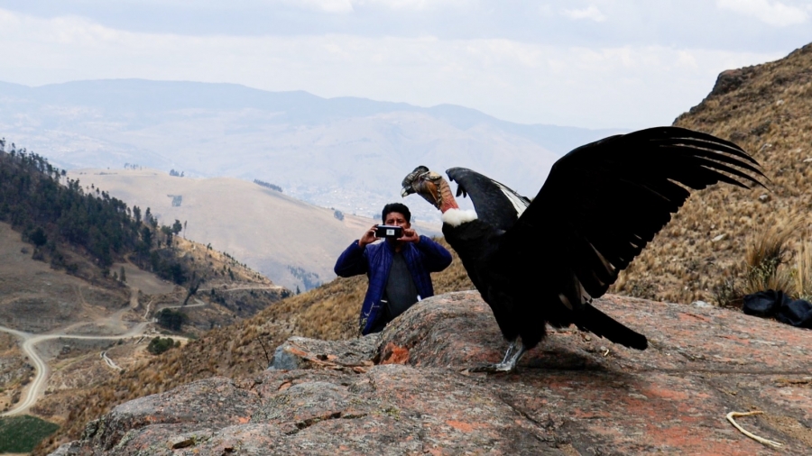 CON MAJESTUOSO VUELO, EL &ldquo;MALLKU ASIRI&rdquo; RETORN&Oacute; A LOS CIELOS DE LARATI EN SACABA