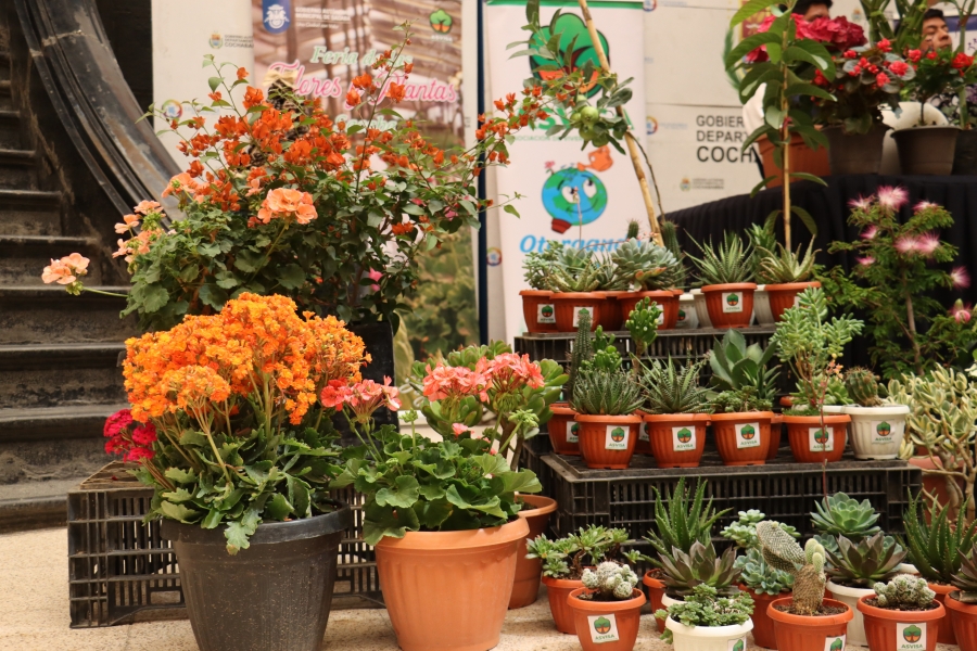 SACABA INVITA A LA FERIA DE LAS FLORES Y PLANTAS ESTE S&Aacute;BADO Y DOMINGO EN EL DISTRITO 3 PACATA