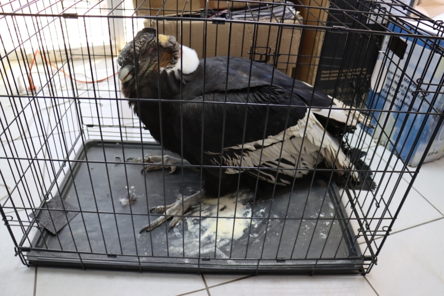 SACABA RESCATA A C&Oacute;NDOR MACHO QUE CAY&Oacute; EN LA ZONA DE TACOLOMA ALTA