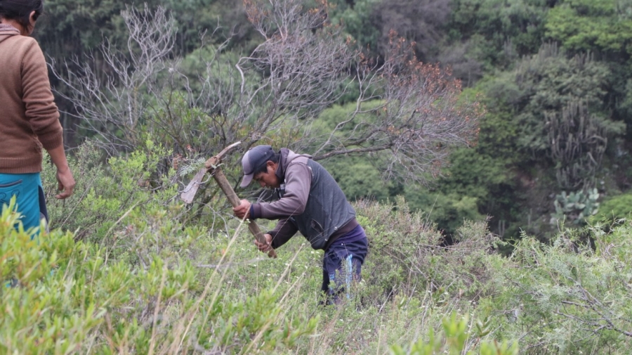 PLAN DE REFORESTACI&Oacute;N LLEGA A LA COMUNIDAD MOLINO BLANCO - CHI&Ntilde;ATA